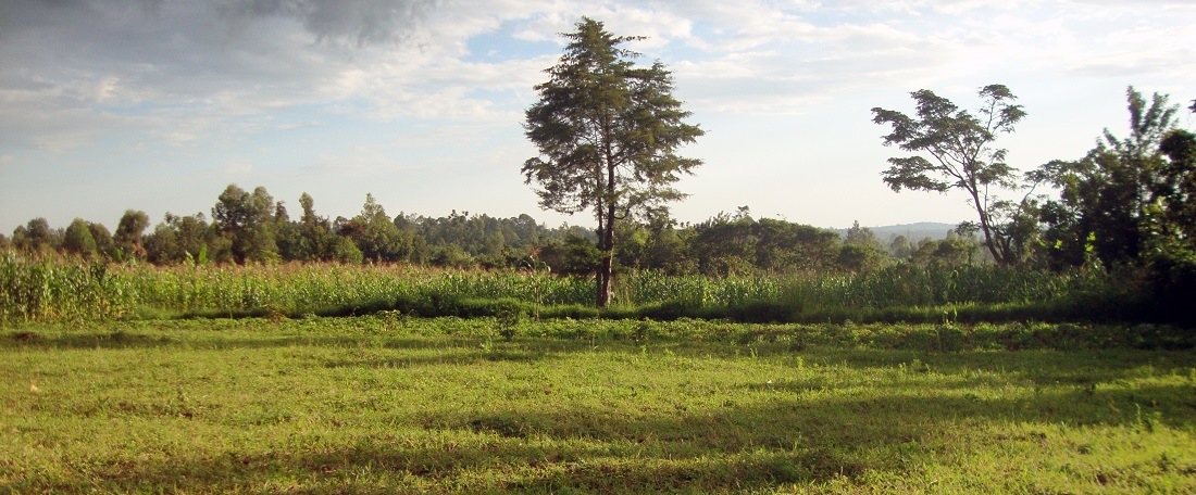 Kenya landscape