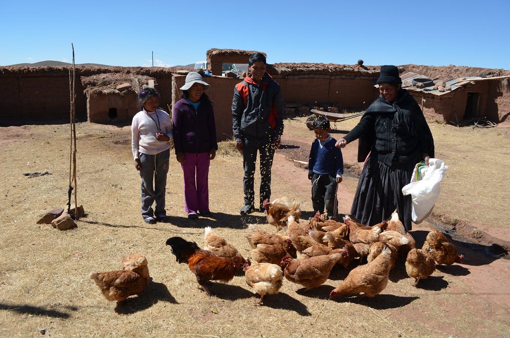 The family chickens