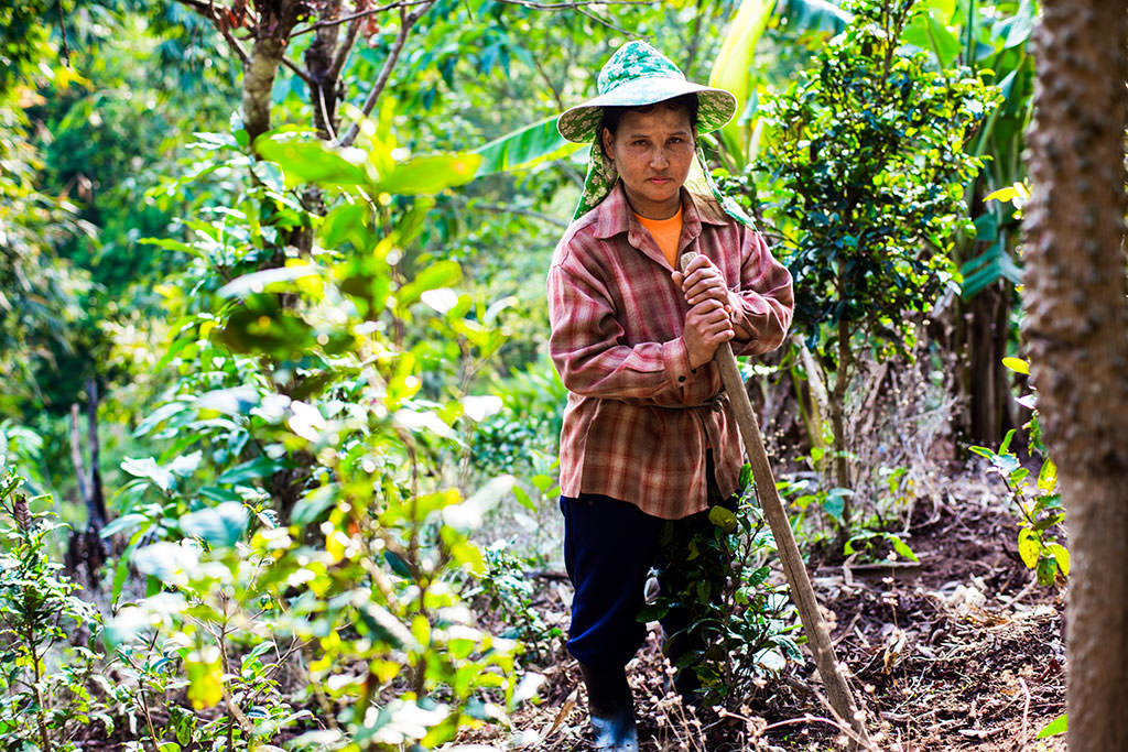 Mother working in the field in northern Thailand