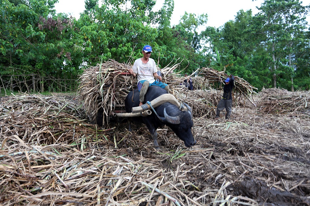 Sugar plantation in the Philippines