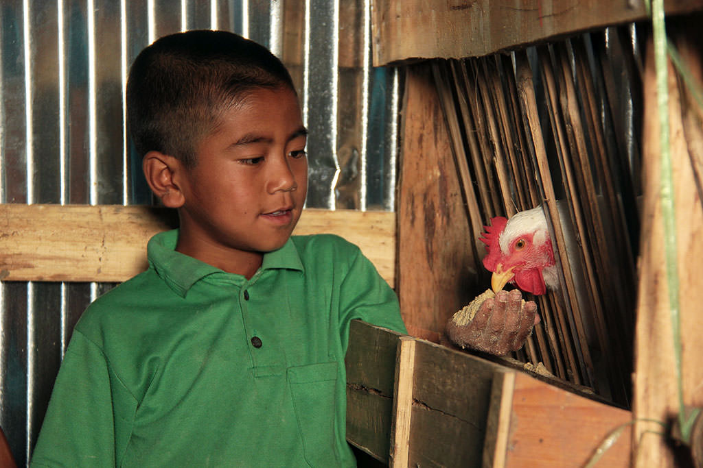 Chicken farming in India