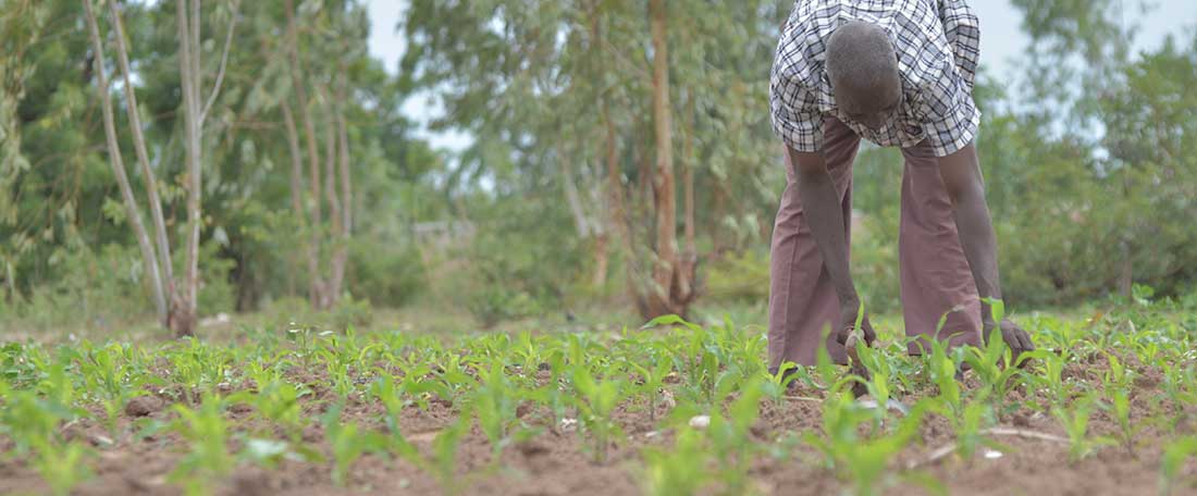 Crops in Burkina Faso